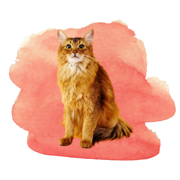 Burien Wa 98168 Veterinary Reviews Highline Veterinary Hospital