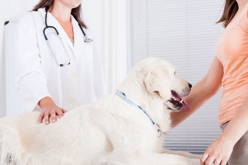 internal medicine