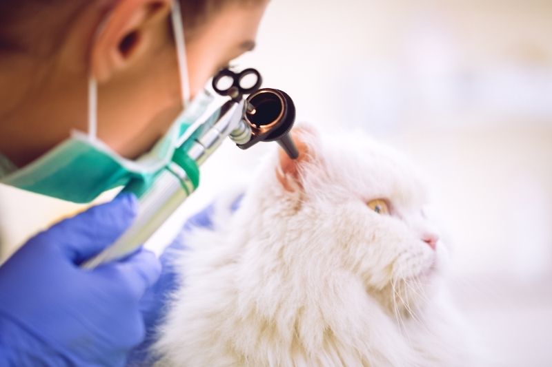 wellness care