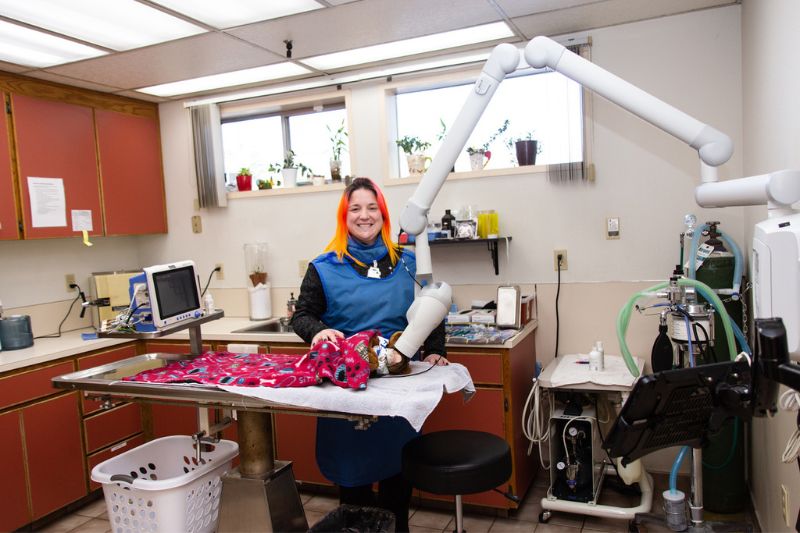 Highline Vet Hospital - pet dental care
