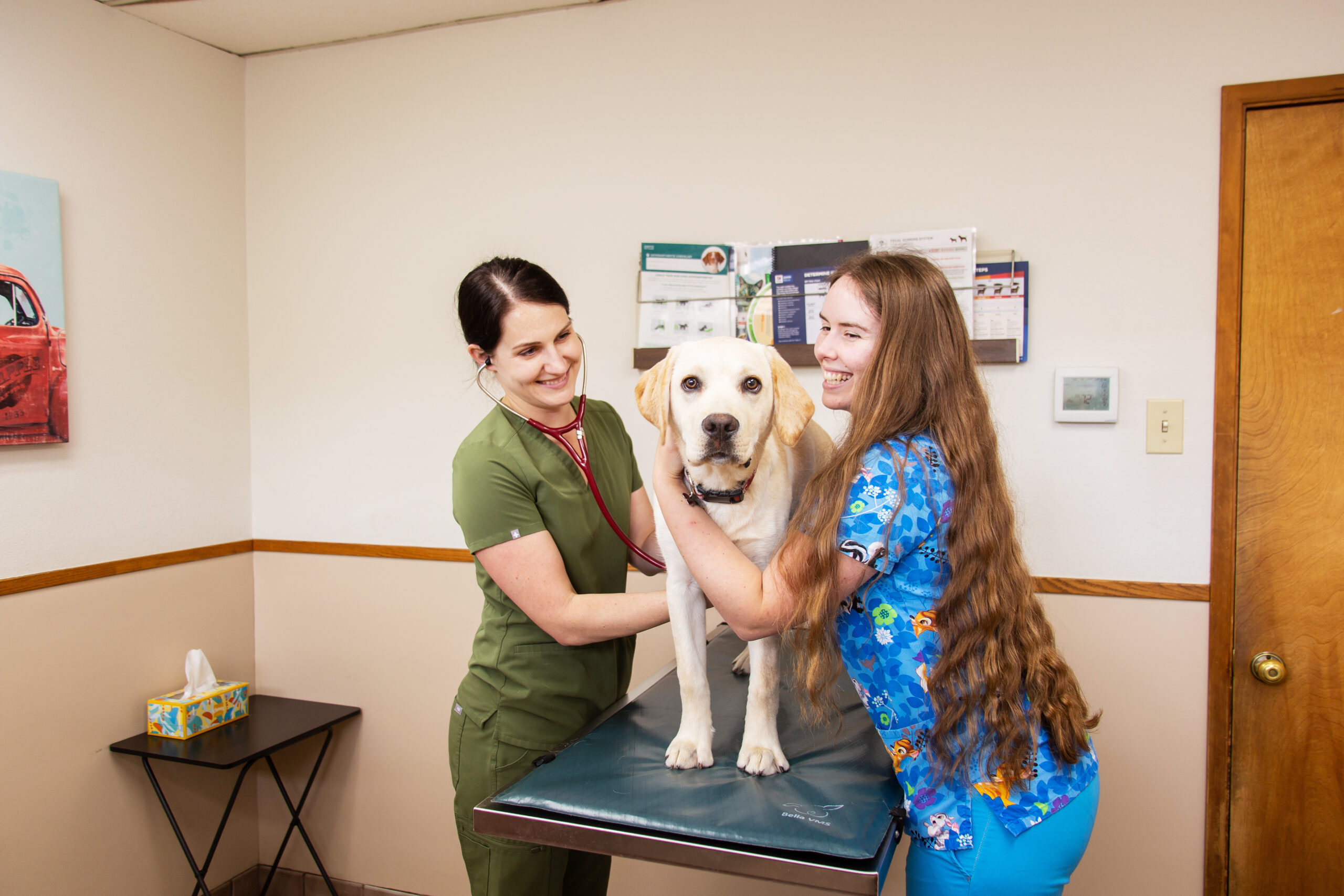 Highline Vet Hospital -Pet Wellness Care