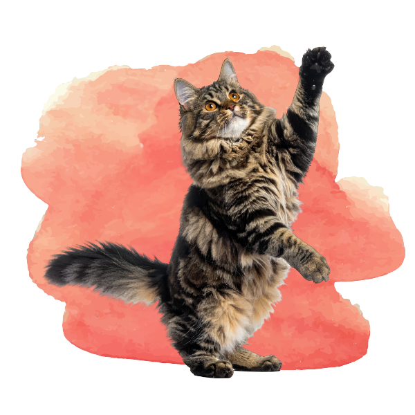 Contact Highline Veterinary Hospital
