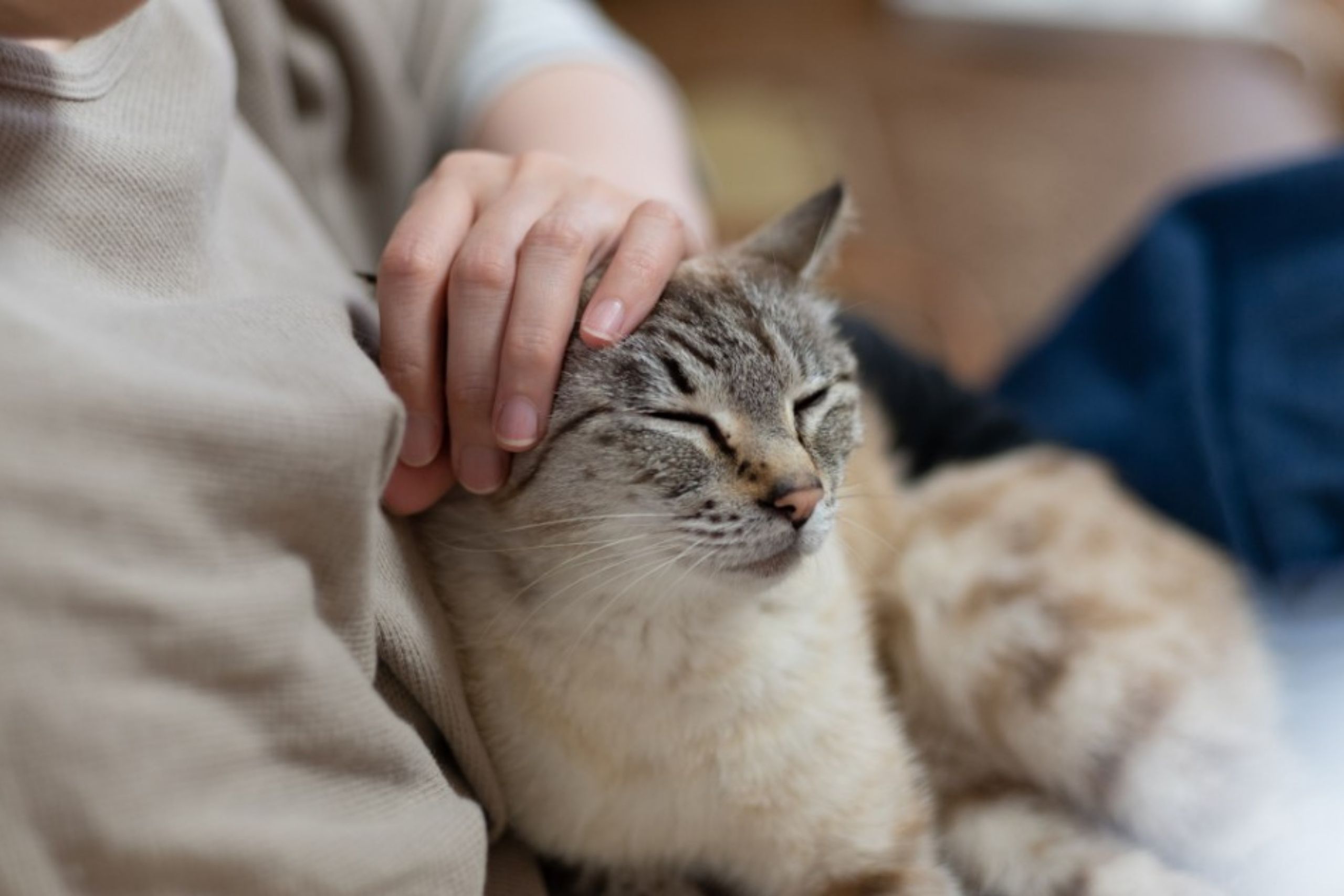 Highline Vet Hospital - pet laser therapy