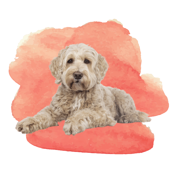Contact Highline Veterinary Hospital